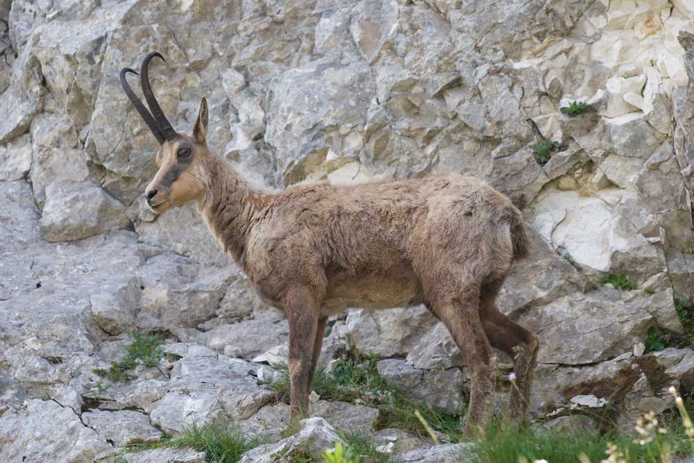 I camosci della Val di Rose